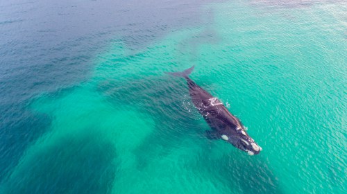 Whale Watching